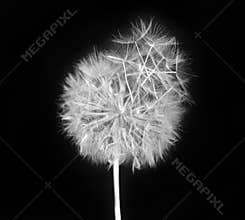 Fluffy dandelion