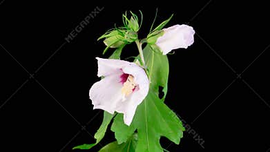 Opening Beautiful White Hibiscus Flower