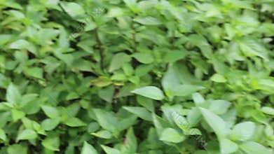 Relaxing view of greenery plant and tree market at Chiang Mai, Thailand