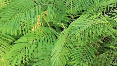 Relaxing view of greenery plant and tree market at Chiang Mai, Thailand