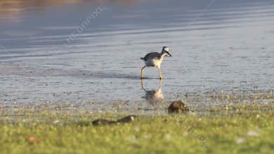 Greater yellowlegs running with prey