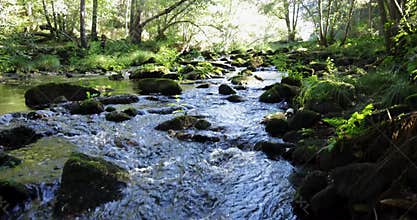 A brook is flowing in a green bright forest with trees