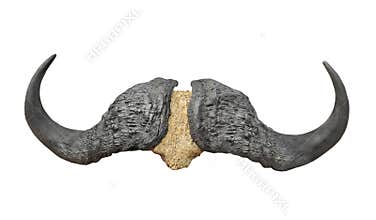 Water buffalo horns isolated.
