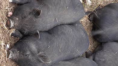 Sleeping black little fun piglets