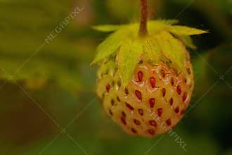 Mini wild strawberries, not yet ripe