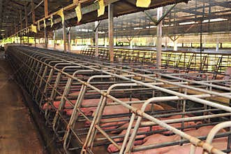 Pig Farm