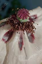 Center of a white poppy, detailing the seeds and pistils