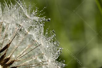 Dandelion Seeds with Morning Dew Drops Macro