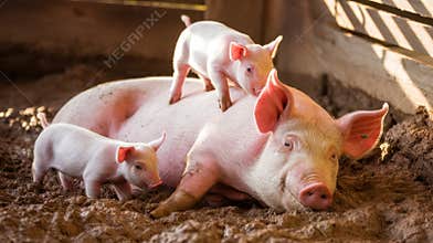 Happy Sow Lying Down With Her Playful Piglets on a Farm