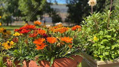 Colorful garden flowers in terracotta pots with blurred greenery as background