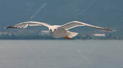 Seascape. Seagull flying. Aegean Sea - Thassos, landmark attraction in Greece