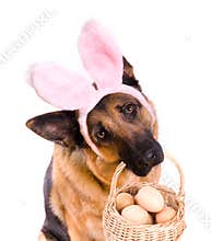 Funny Easter Dog With Basket