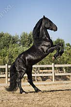 Beautiful black horse rearing