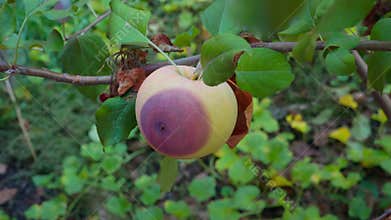 Close-up Pan of a Rotten or Blemished Apple on a Tree Branch
