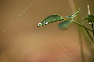 Dewdrops on green leaf close-up