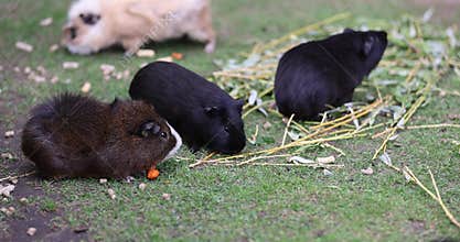 Colorful guinea pigs in an aviary for herbivores while eating grass