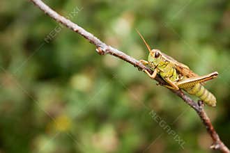 A green grasshopper on a twig