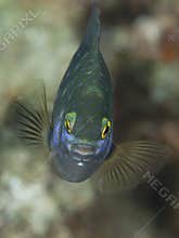 Jewel damselfish