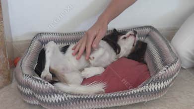 cute canine receives loving belly scratch indoors, relaxed dog lies on bed while owner