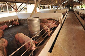 Pig Farm
