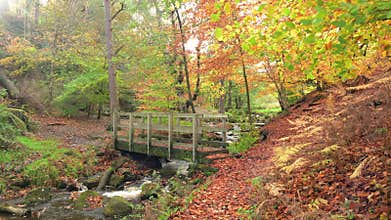 Vibrant mossy autumn woodland and cascading water at Wyming Brook in the Derbyshire, Peak District National Park