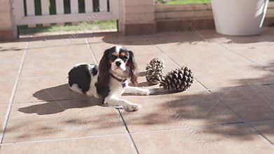 charming outdoor setting showing joyful spaniel puppy interacting with nature and exploring