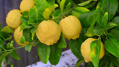 Lemon tree with lemons