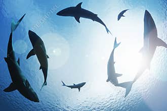 Sharks circling from above
