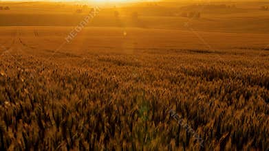 Golden Sunset Over Expansive Wheat Field Bathed in Warm Rural Light