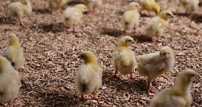 chicken chicks about three days old in yellow fluff in the