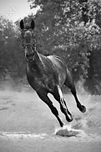 Stallion in dust