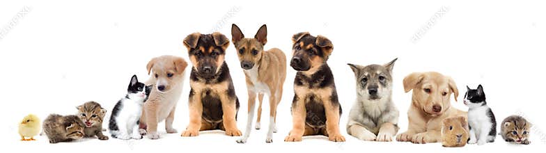 Set pets