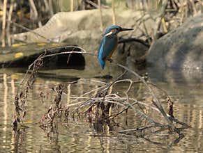 Common kingfisher (Alcedo atthis) close-up portrait