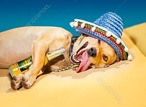 Drunk mexican dog