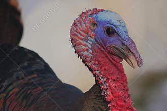 close-up view of a turkey head