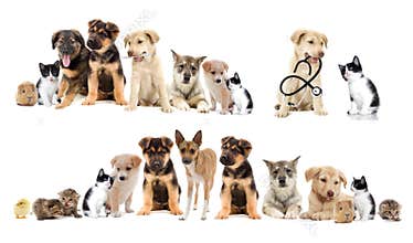 Set pets