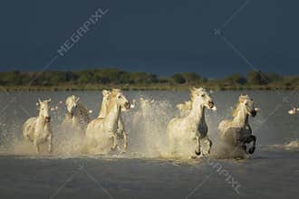 Camargue, wild horses