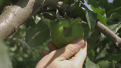 Worker checks green apple. Examines fruit texture with care