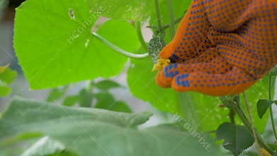 Cucumber in vibrant garden touched by farmer assessing readiness