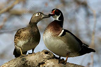 Wood Duck Pair