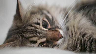 A cat is laying on a bed with its eyes closed