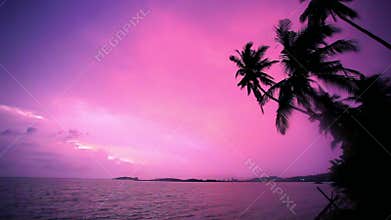 Palm tree silhouette at sunset on tropical beach