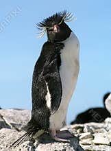 Penguin