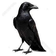 Black Raven isolated on transparent png background, wild bird animal ornithology AI Generative