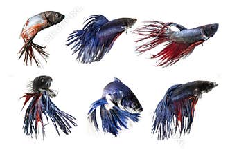 Group ofSiamese fighting fish, Beta fish on white background.