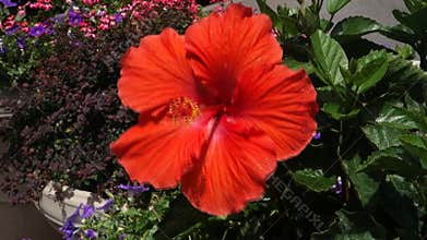 Red Hibiscus