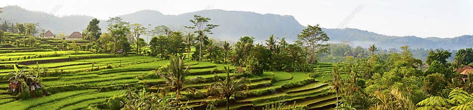Bali Rice Fields