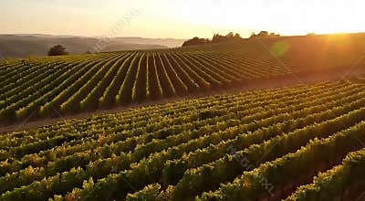 Aerial Vineyard Rows at Harvest