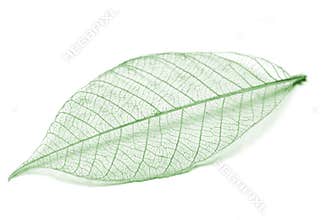 Green leaf