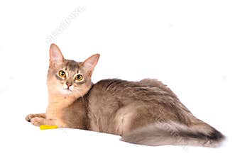 Pretty somali cat on white sofa